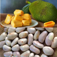 Nutritious and Versatile Jack fruit Seeds – for Planting, Cooking, or Snacking