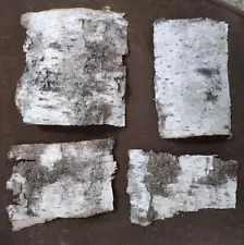 4 New White Birch Bark Sheets Natural Wood & Texture - Crafts Hobby's