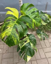 Variegated Monstera Albo Aurea Plant 2 Live Cuttings Rooted 100% Fresh Nodes