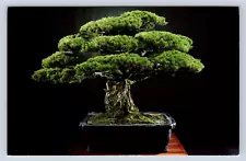 Vintage Postcard Japanese White Pine US National Arboretum Bonsai