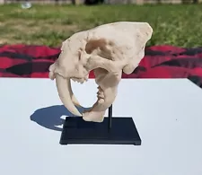 Bone Saber-Toothed Tiger Skull on Display Stand - 3D Printed Replica Unpainted