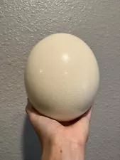 Authentic Ostrich Egg shell Off White blown - 8 available (each sold separately)