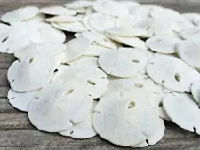 Sand Dollar | Real Small Sand Dollars Under 1 Inch | Set of 100