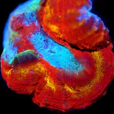 CORALS OF EDEN ~ Ring of Fire Lobo Coral Colony ~ Live Coral for Sale Frag LPS