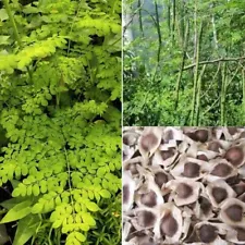 1 lb (1,600+) Moringa Seeds for Planting | Non-GMO | Imported from India FRESH