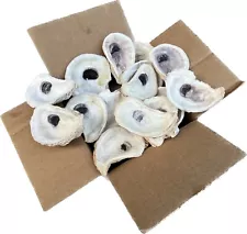 Oyster Shells Lot Of 50, Cleaned 2.5”-4+”, Great for crafts or weddings placards