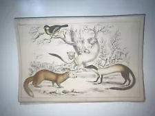 Goldsmith 1847 Antique Hand Colored Engraving Mammal Weasel Stoat 46