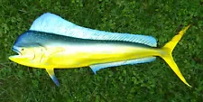 Large 50" Mahi Mahi Dolphin Fish Mount