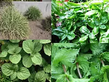 Herb Seeds Mix * Coriander * Peppermint * Spearmint * Mentha * Basil * Lemongras