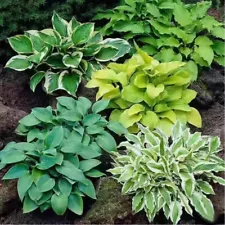 Garden Flowers 100 Green Hosta Plant Seeds Hosta plantaginea Perennials EasyLive