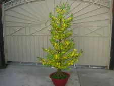 plastic artificial yellow apricot flower tree with pot 72" tall (hoa mai)