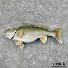 #27562 WC | 31" Walleye Taxidermy Fish Mount For Sale