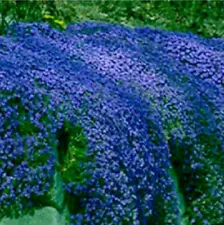 Creeping Blue Thyme Blue ROCK CRESS Perennial Ground Cover Flower 500 + Seeds