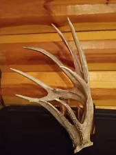 Whitetail Deer Shed Antler 99"+ Split Brow Mass Palmated Wild Horn Rack Huge