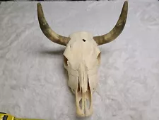 Authentic Decorative Longhorn Steer Bull Skull Head Home Decor Centerpiece Mount