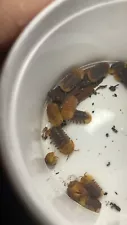 5ct rubber ducky isopods