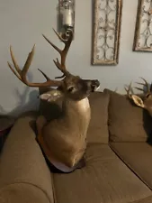 Perfectly mounted deer heads for sale; 1 large Buck and 1 mounted doe and buck