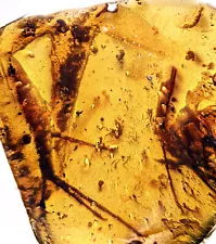 Rare Half Lizard - Two paws and tail - Fossil inclusion in Burmese Amber