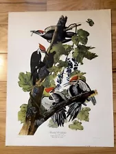 Audubon Early Edition Pileated Woodpecker lithograph R. Havell Not Hand Color