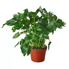 Philodendron 'Little Hope'-4" Pot