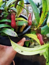 Mix 5 Pots Nepenthes Root well Free Shipping + Phyto + Cites Home&Garden Decore