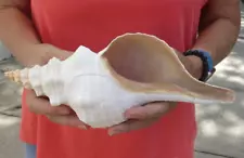 "Official State shell of Florida" 11 inch Natural Horse Conch seashell #49702