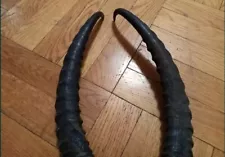 JAIRAN'S HORNS ANTLERS HUNTING HUNTER TROPHY TAXIDERMY