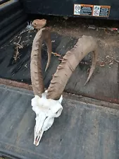 Ibex Skull & Horn European Taxidermy Mount For Sale