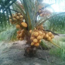 king coconut tree for sale