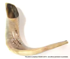 VINTAGE RAM'S HORN - Jewish SHOFAR 11x7x4