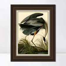 Framed Canvas Art Giclee Print Great Blue Heron by John James Audubon 30"x40"