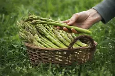 Seeds Salad Lettuce Asparagus Royal Delicious Vegetable Organic Heirloom NON GMO