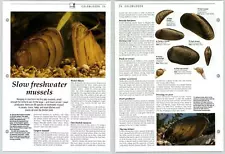 Slow Freshwater Mussels - Coldbloods - The Living Countryside Page