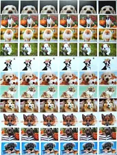 Boston Pekingese Shepherd Sheltie Boxer Lab Golden Schnauzer DOG Stickers #58