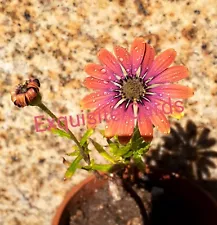 8 inch Plant rooted African Daisy Amethyst Gerbera Orange Pink Flower plant