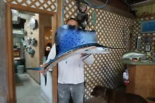 Sailfish half mount 42"