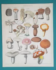 EDIBLE MUSHROOMS Chanterelle Boletus Morel Russula - 1843 COLOR Print Oken