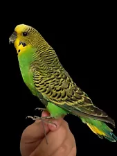 Parakeet Budgie Green Small Bird Taxidermy , Oddities, Small Mount