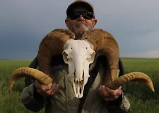 Ram Head Sheep Skull Horns