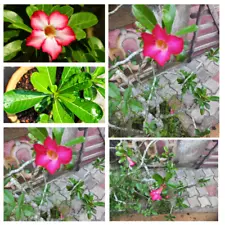 Rose Desert Adenium Obesum Grafted Flowers Fresh Live Cutting Roots Rare Bonsai