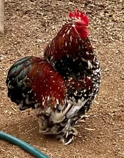 12 Barnyard Mix Hatching Eggs - Swedish flower Hens, Cochin, Polish …