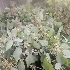 Seeded Eucalyptus Bundle, Freshly Picked! Aromatic Bunch for Decor, Weddings