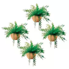 air ferns for sale