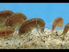 Live Freshwater Gammarus Shrimp, Freshwater Scuds, Live Fish Food, Clean up Crew