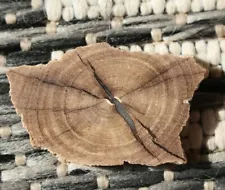 Beautiful Polished Texas Eocene Petrified Wood Cab w/ radial center