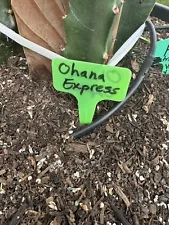 Ohana Express Dragon Fruit Cutting Organic 16 Inches check the description