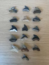 Tiger shark teeth 16 big USA Shark Fossil Jaw Original single teeth for sale