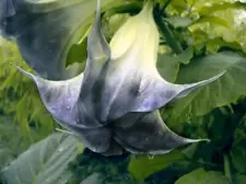 1 Pack 100 Black White Datura Seeds Moonflower Angel's Trumpet Seed