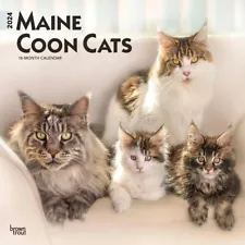Maine Coon Cats | 2024 12x24" Monthly Square Wall Calendar