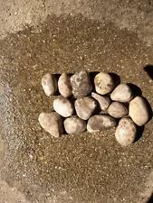 petoskey stones unpolished